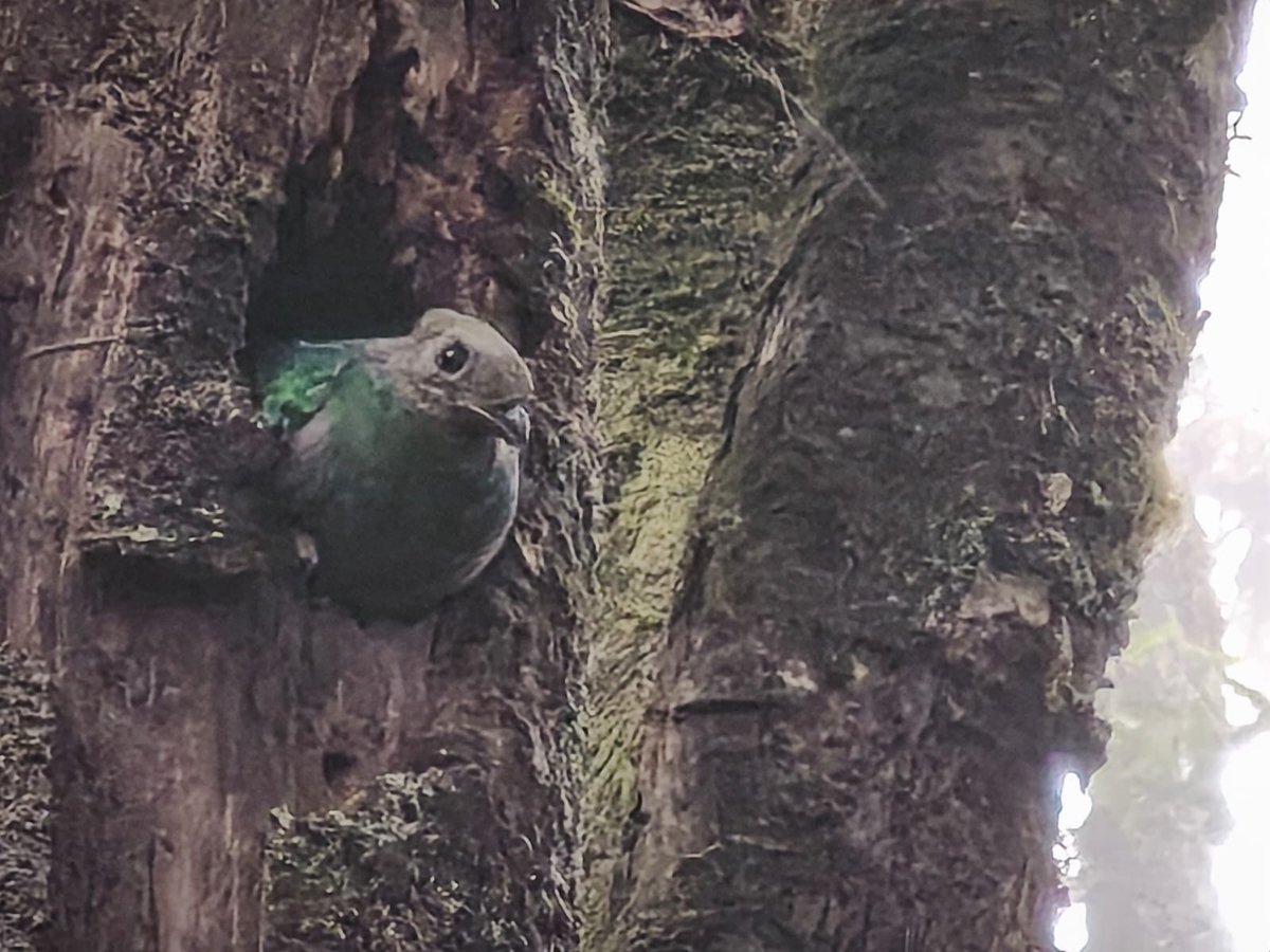 CONAPgt's tweet photo. #BuenosDías 🌦️
En la Zona Núcleo de la Reserva de Biosfera Sierra de las Minas, guardarrecursos del CONAP captó a un Quetzal (Pharomachrus mocinno mocinno)

Esta bella especie tiene una gran importancia, tanto por su valor ecológico como cultural y social, nuestra ave nacional. https://t.co/UHRRPYtTK7