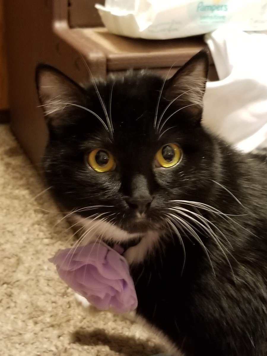 FlowerFancyPant's tweet photo. Some good news for a change. Our little Flower is responding to her medication. Wolfie and Chloe seem a little better too! Thanks for the well wishes! https://t.co/NmNWN38r68