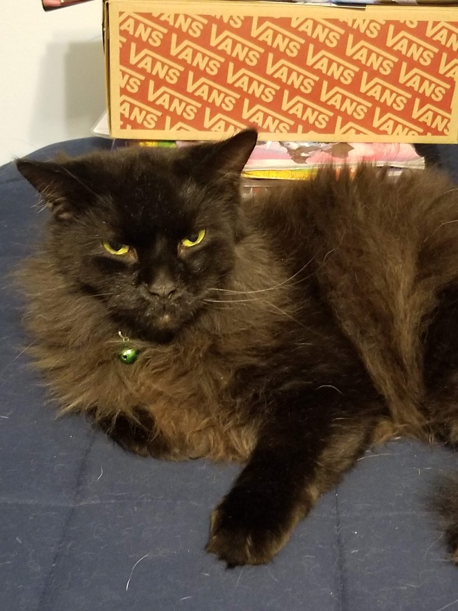 FlowerFancyPant's tweet photo. Some good news for a change. Our little Flower is responding to her medication. Wolfie and Chloe seem a little better too! Thanks for the well wishes! https://t.co/NmNWN38r68