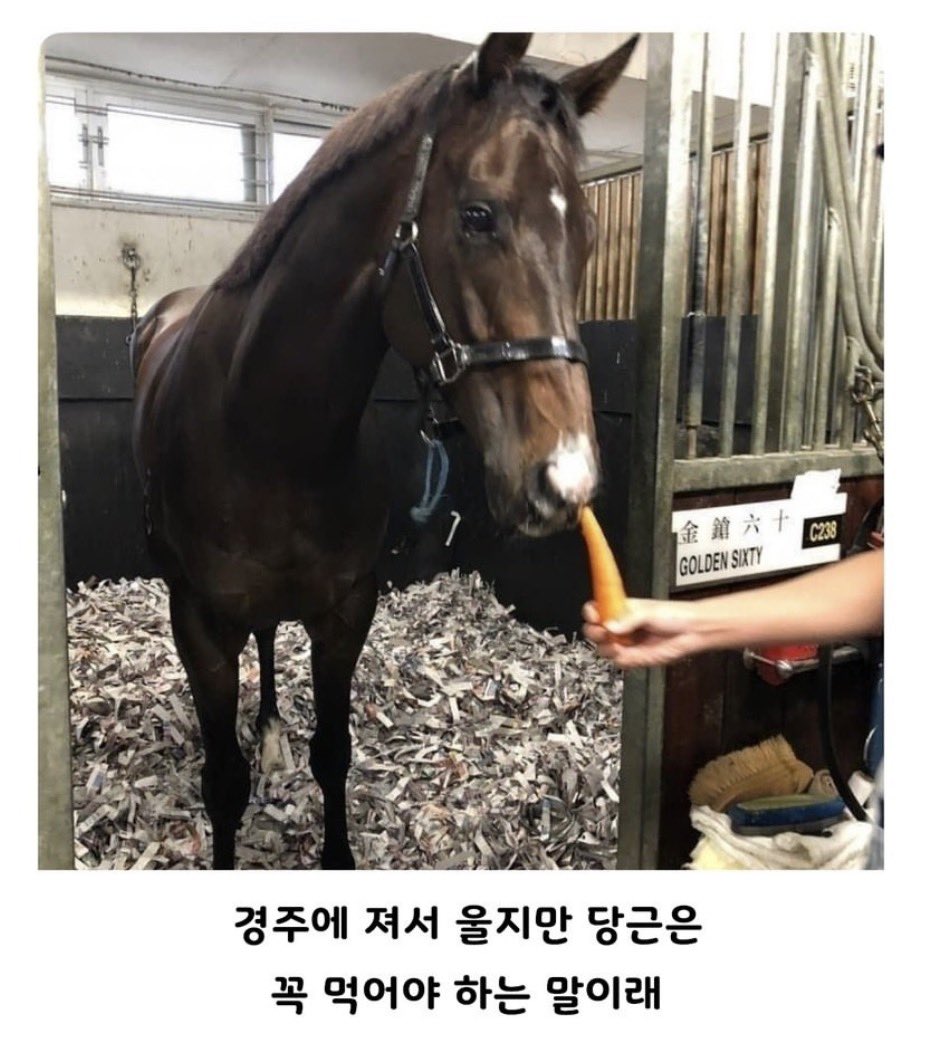 zzalminer's tweet photo. 경주에서 져가지고 속상해서 우는 말 https://t.co/8UgzOQ5BEv
