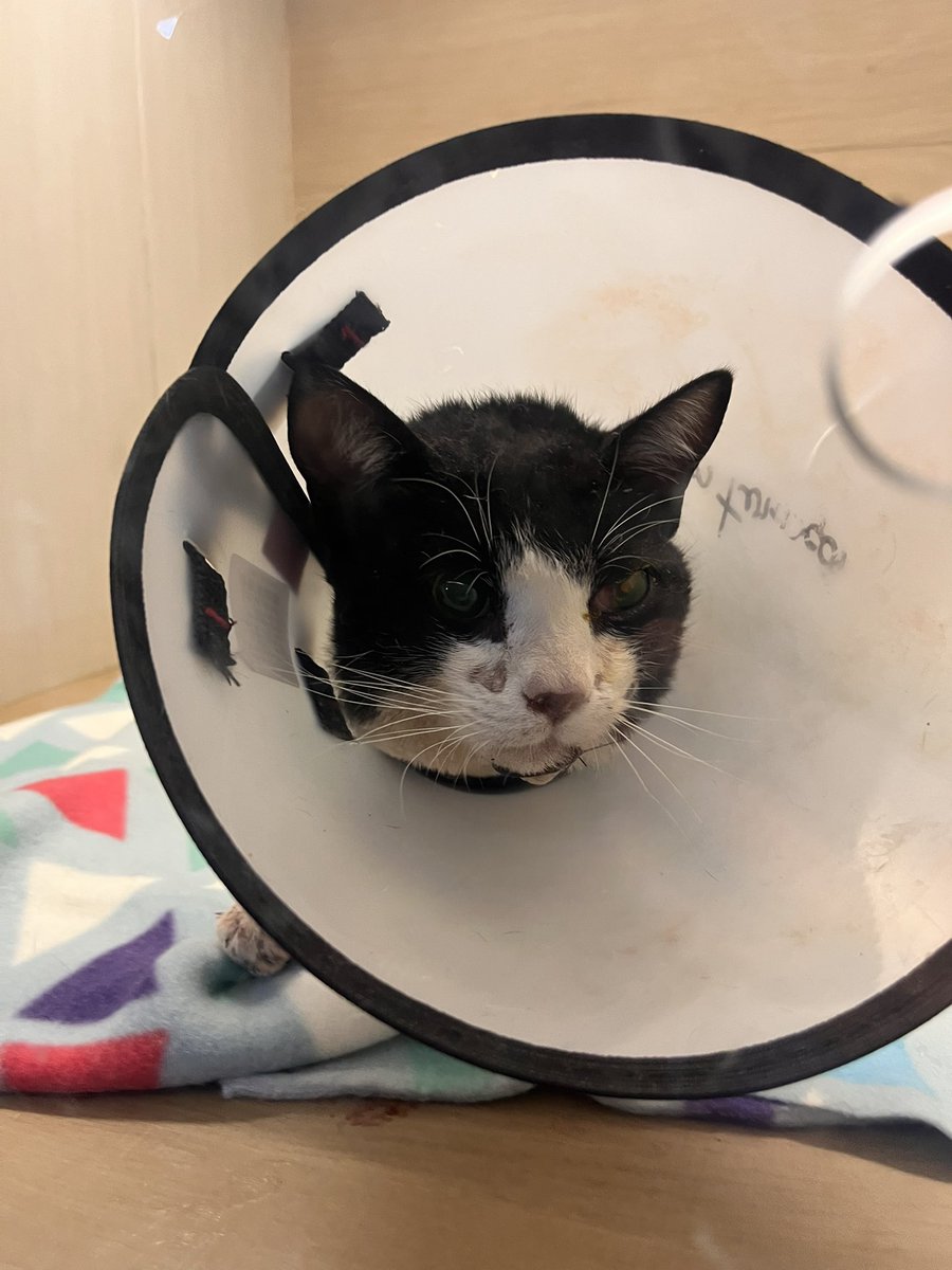 badforkingplace's tweet photo. oi gente nunca pensei que estaria fazendo isso mas preciso de ajuda!
eu e minha família resgatamos o gatinho de uma vizinha, que apanhou violentamente
ele fraturou o crânio, deslocou a mandíbula e perdeu a função total do olhinho esquerdo. hoje fazem 11 dias que ele tá internado+ https://t.co/i5dnshKDT7