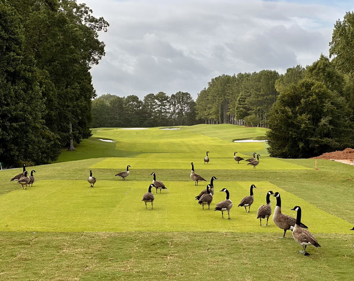 Bill Bergin, ASGCA tweet media