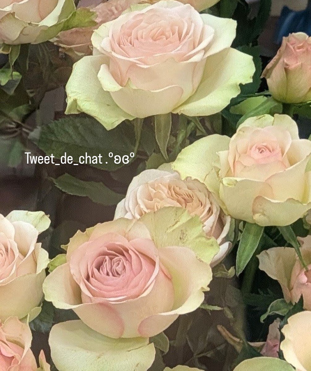 𓍼𓍢ִ໋🌷͙֒さいちゃん𓍼𓍢ִ໋🌷͙֒ (@QdAf0l) / Posts / X