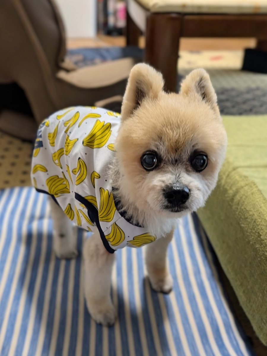 今日のモモちゃん🍌 こんなに毎日暑くて、私はすでにバテ気味なのに