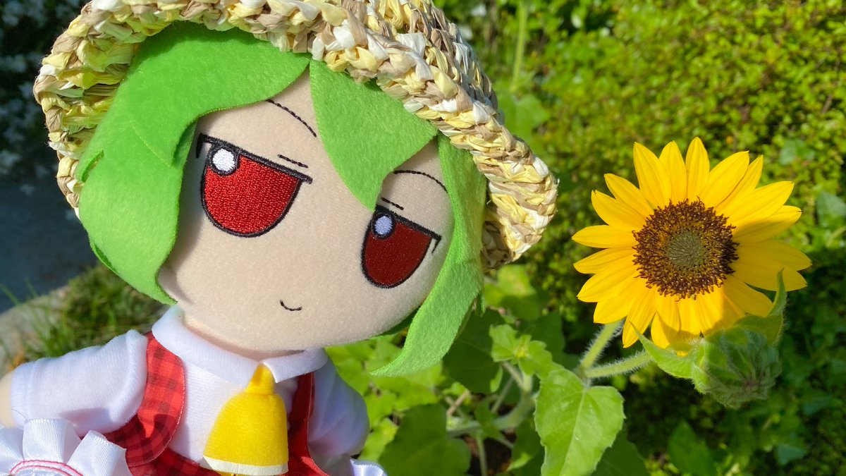 kukul_can's tweet photo. 庭のミニひまわりが咲きました🌻
#ふっもーにんぐ https://t.co/ic9Zf8Fsv3