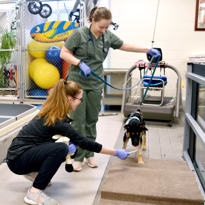 An individual in a green uniform and another in dark clothing assist Honey the dog on a treadmill. 