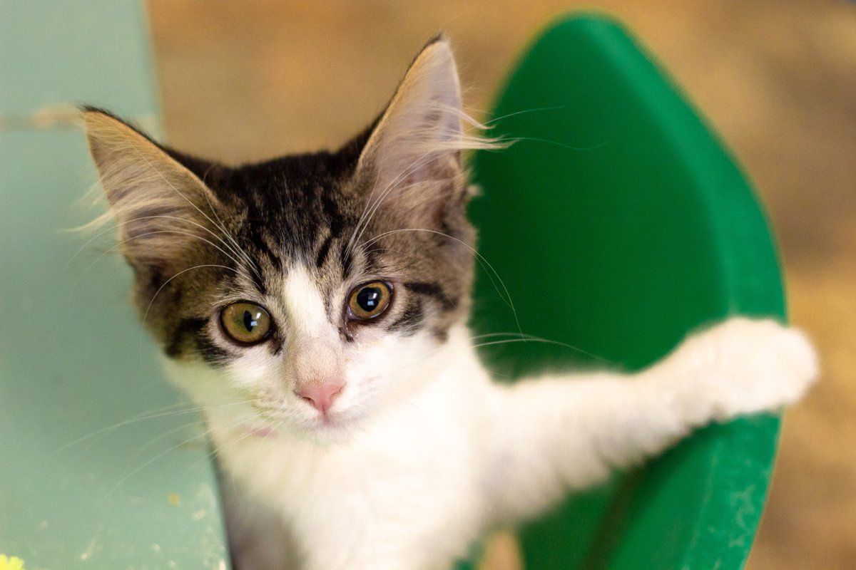 cathouseotkings's tweet photo. Popping up with a reminder to vote today in the Rays of Hope Shelter Challenge, thank mew! https://t.co/aXN39fJw6G
🐾Sign up for daily email reminders https://t.co/C9XIdMkZ3r https://t.co/yTHyx4HjYi