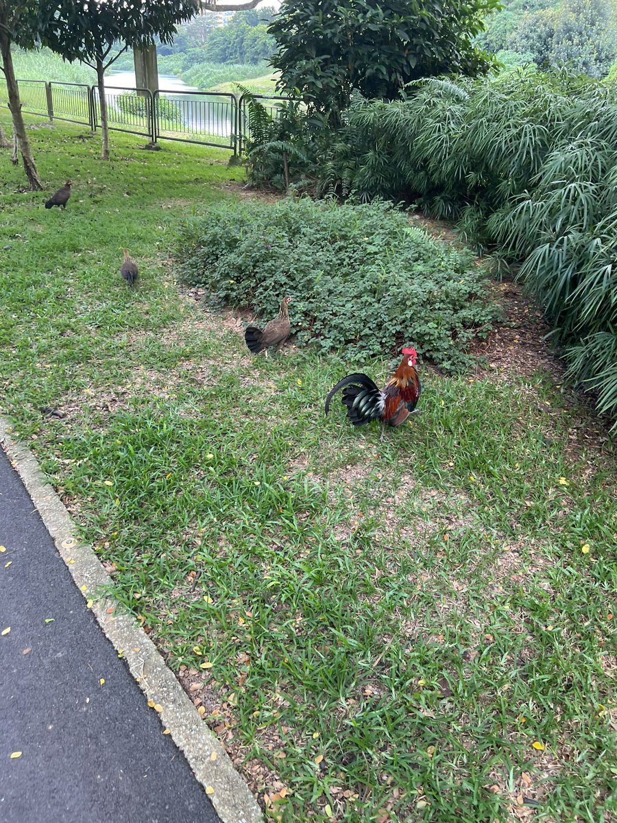 es_kun777's tweet photo. おはようございます😁☀️

野生のイャンクックに遭遇🐔

今日も暑いので無理せずいきましょ!! https://t.co/lYHUuso044