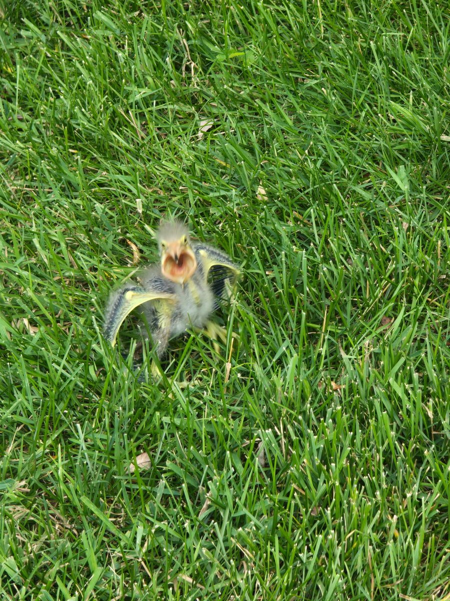 marniminn's tweet photo. Baby green heron https://t.co/iKQXqAjW4W