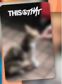 ilystraykds's tweet photo. CÓMO VAS A PONER GATOS EN LA PARTE DE ATRÁS??? Intercambio vip del straycity por esas dos pcs, interesados al dm https://t.co/b9WPK4xdTD