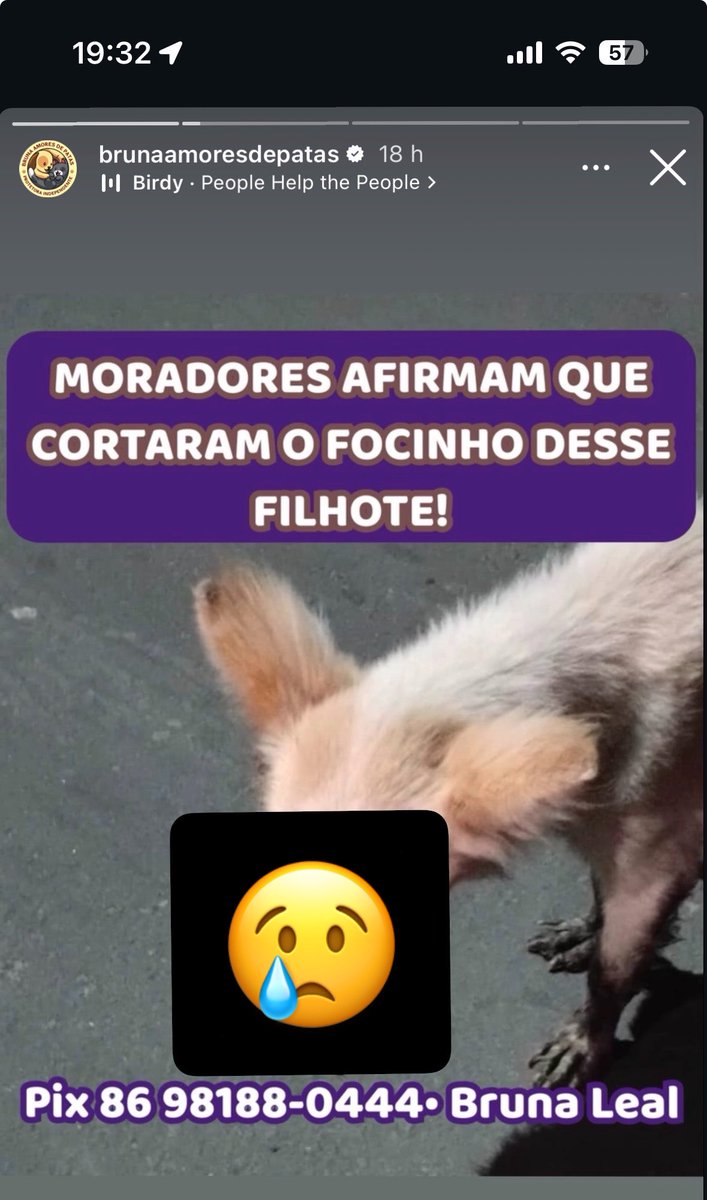 pequena_H's tweet photo. Eu tô desde manhã tentando não pensar no caso que dá cachorrinho que teve o focinho cortado. Sim, um filhote   teve o focinho cortado, a cena é dilacerante ela se encontra internada nesse momento, eu nem sei como ela tá vida e ainda faz dias isso, não foi hoje. https://t.co/CdlGc91dYK
