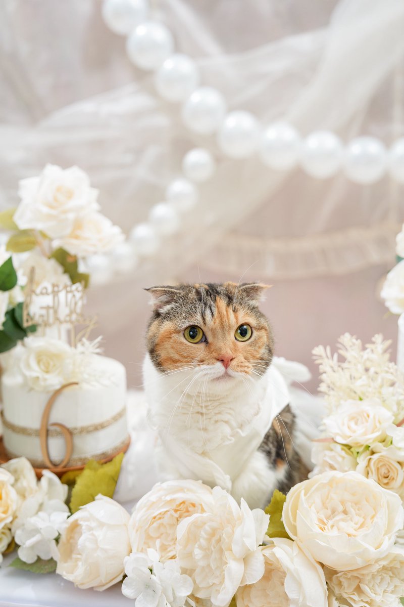 koyumiyu_cats's tweet photo. 明日はみゆきの6歳のお誕生日🎂✨

 photo アニマルラグーン

#猫好きさんと繋がりたい
#写真好きな人と繋がりたい https://t.co/gHp9aZYaPl