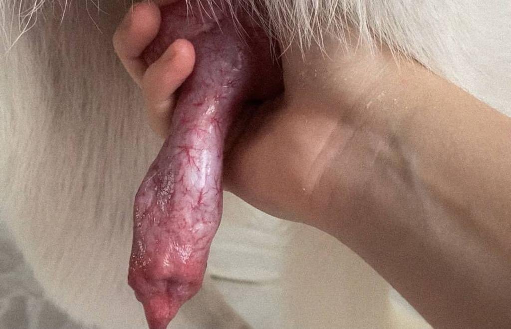 lexibaddie22's tweet photo. What a crazy feeling♥️🐕just want to get dominated through the art of zoo😋Telegram 
https://t.co/2tSJczZdH3
ZANGI 1060319957

HMU to get em contents❤️‍🔥🔞
#zoosexual #zoolove #zoopride #animals #bestiality #zoosarevalid #furry #zoofur #ζ #k9 #zoo #zoophillia #beastiality
#dogknot https://t.co/EuHMrJYhOz