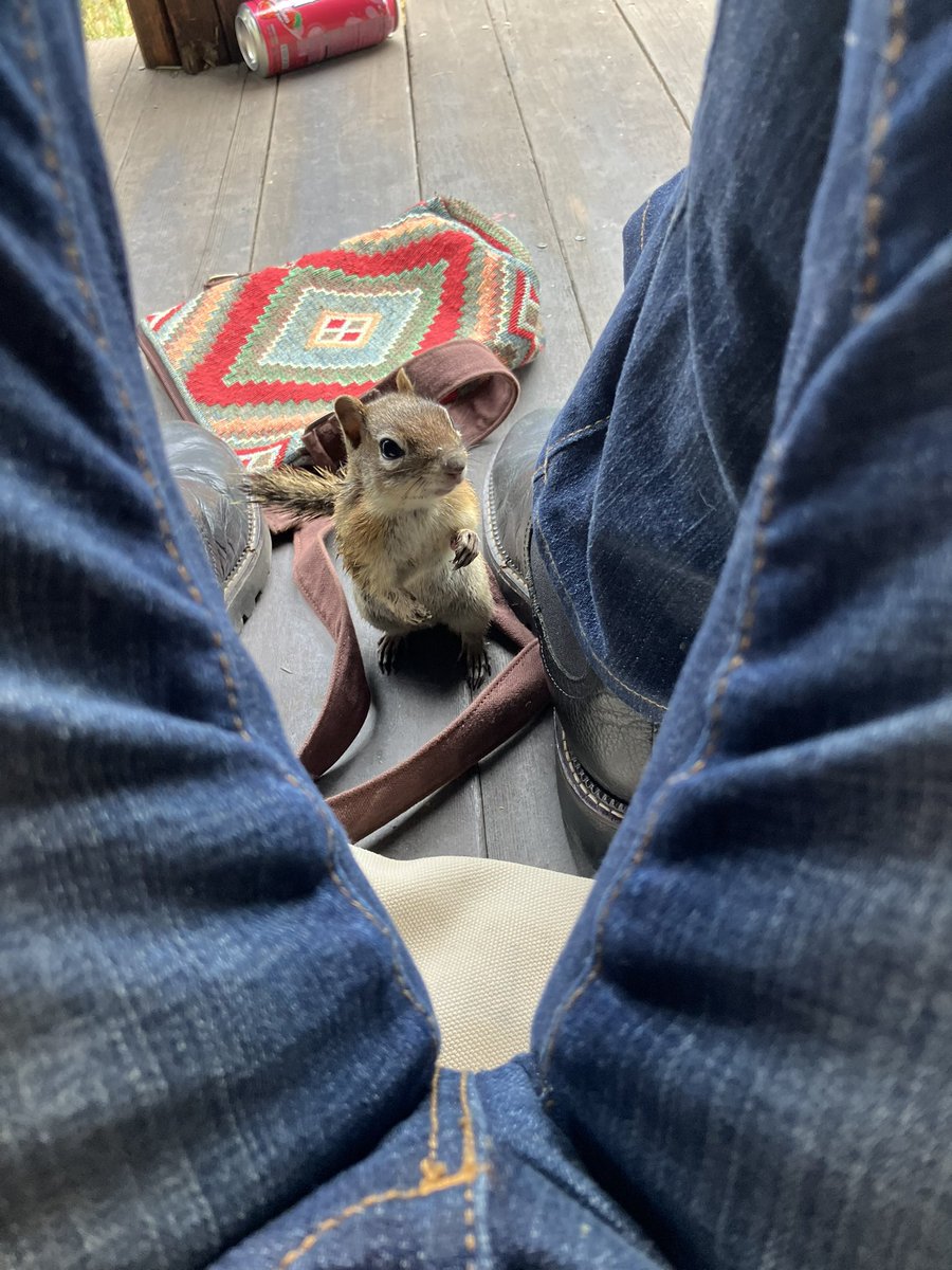 veebee3113's tweet photo. Curious little creature 🤏🤏🐿️🐿️ https://t.co/XbQpPq0etr