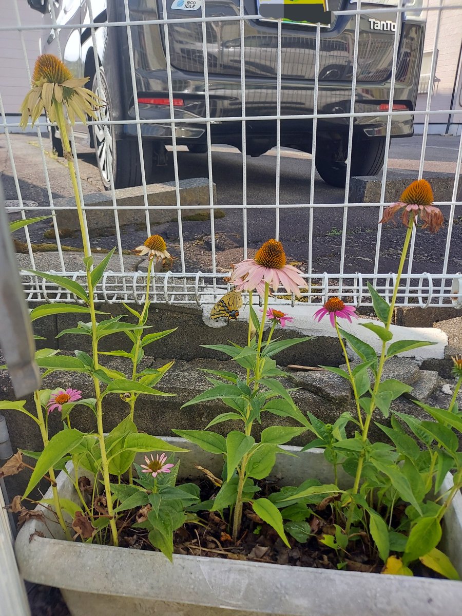 t_330718's tweet photo. 庭先のプランターで見つけたアゲハチョウ。今朝、無事に羽化したみたいです。 https://t.co/BNrAnekev9