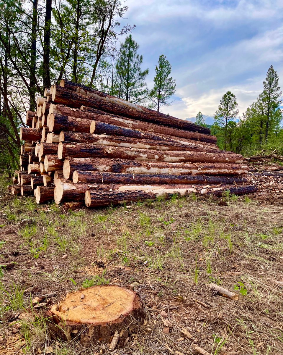 SubduedSnarl's tweet photo. How's your Wednesday been ?🤔
#WhiteMountains of #Arizona
#Logging
#ForestCleanUp https://t.co/Lunjqte6wm