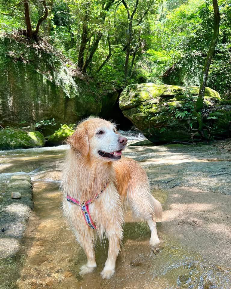 larph_crea's tweet photo. ２年前の今日の写真
大滝渓谷で水遊び🏞️ https://t.co/gQ6uE6Pzu4