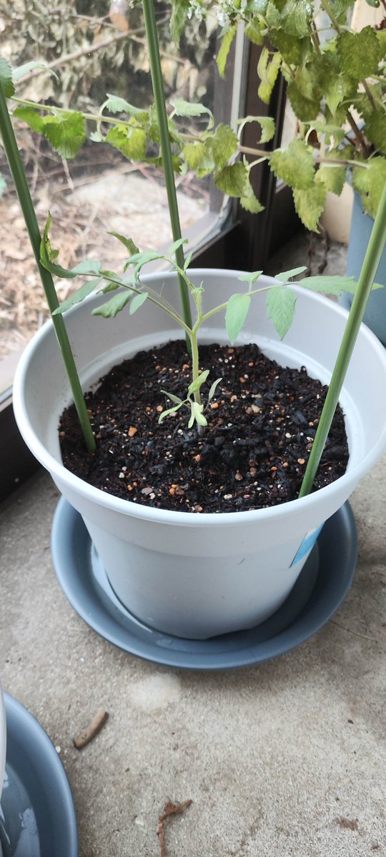 SandY_Koubou's tweet photo. トマトの苗貰ったから植えてみた🍅 https://t.co/20KqbbKYYD