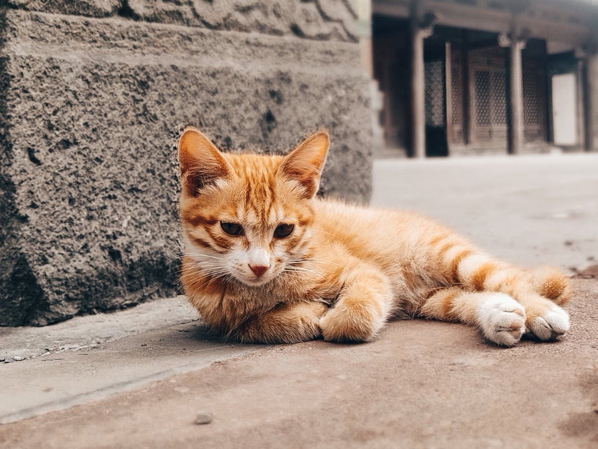DfhhWewa's tweet photo. 啊啊啊啊啊啊啊啊啊啊啊啊小猫咪🐱 https://t.co/PzoH2FouFj