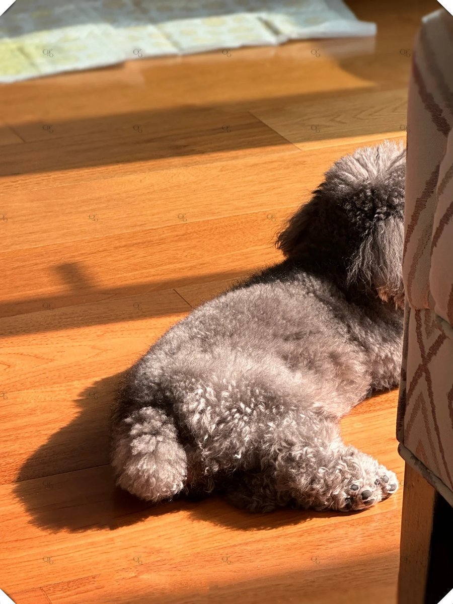 AndreaBroo70421's tweet photo. My senior pup curling up on the sunlit windowsill—still the best cuddle buddy after 10 years of chaos u0026 joy. https://t.co/F8ZpCWXP5c
