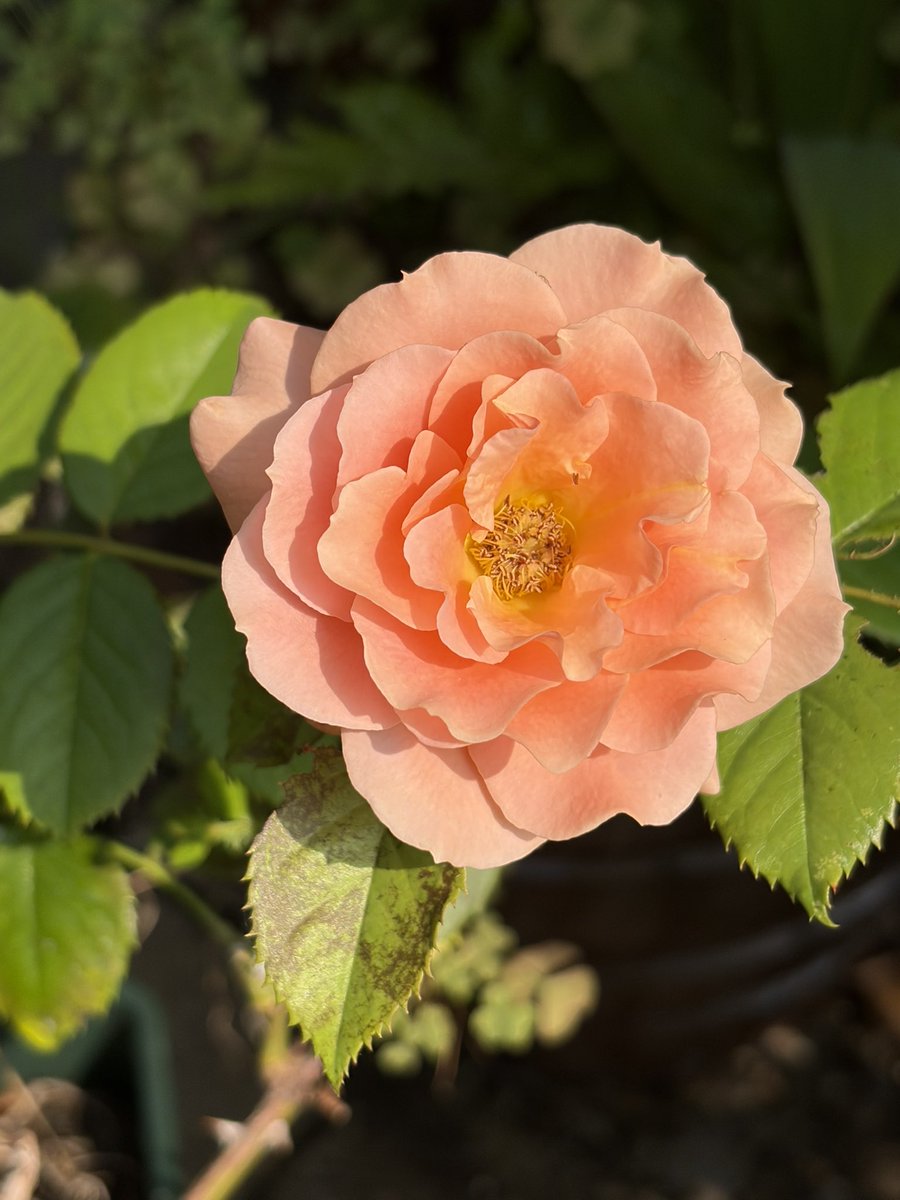 comendoomori's tweet photo. おはようございます☀大きな花は咲かないけど、忘れた頃にまた、薔薇の花を楽しんでいます🌹本日も宜しくお願い致します。倉敷市児島の不動産情報は→https://t.co/6pBunME5Fq #倉敷市賃貸　#児島売買　　　#児島不動産　#住まいる岡山 https://t.co/3oEeqf81Ob
