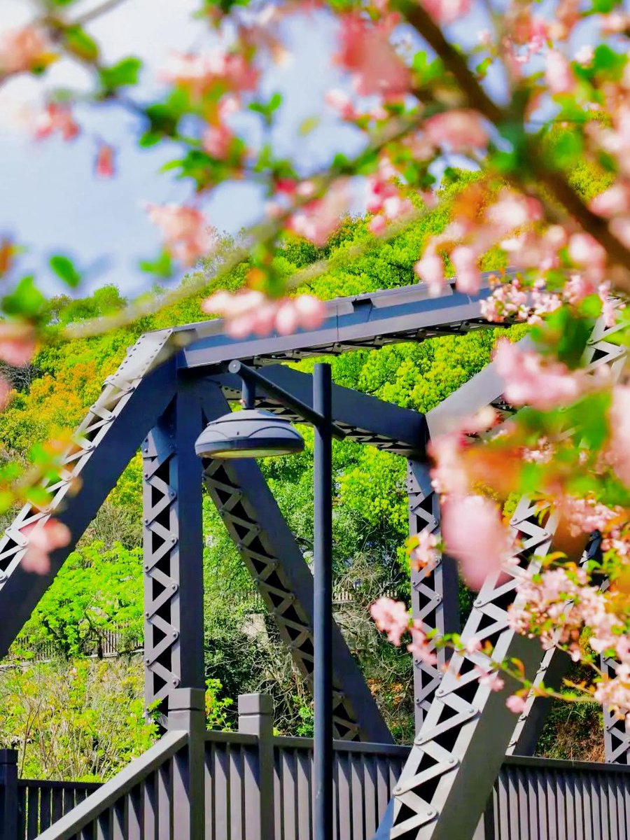 peachy_l's tweet photo. Sunny spring morning with cherry blossoms drifting—nothing beats this fresh start! ， https://t.co/dVeKBj6L2j