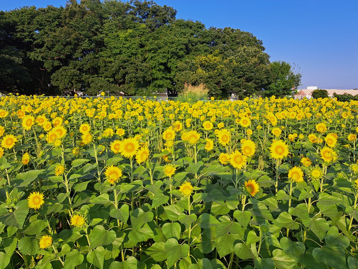 miso_ikaring's tweet photo. 🌻🌻🌻🌻🌻🌻　咲き始めたよ
#清瀬ひまわりフェスティバル https://t.co/XYZmGSQtbD
