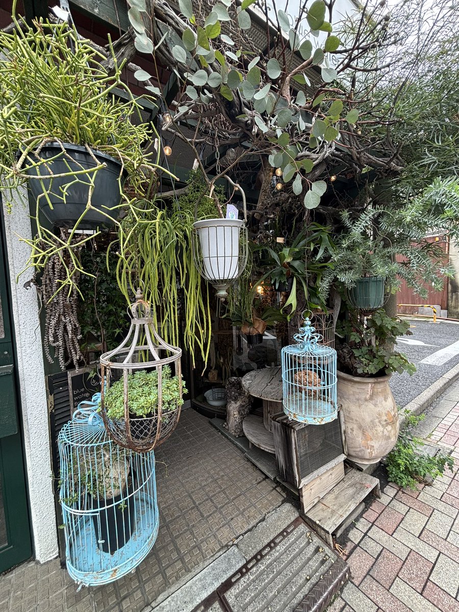 devi721violin's tweet photo. 私のこだわりだったんですが、今回のお花は西荻窪駅からすぐにある、blue water flowers様@inotti87というフラワーショップにお願いさせていただきました。
アンティークな雰囲気のお店がとても素敵なお花屋さんです。
サイトに載ってるアレンジメント例がどれも素敵で、初めてメールを送ったときの https://t.co/Er1L3kby6g