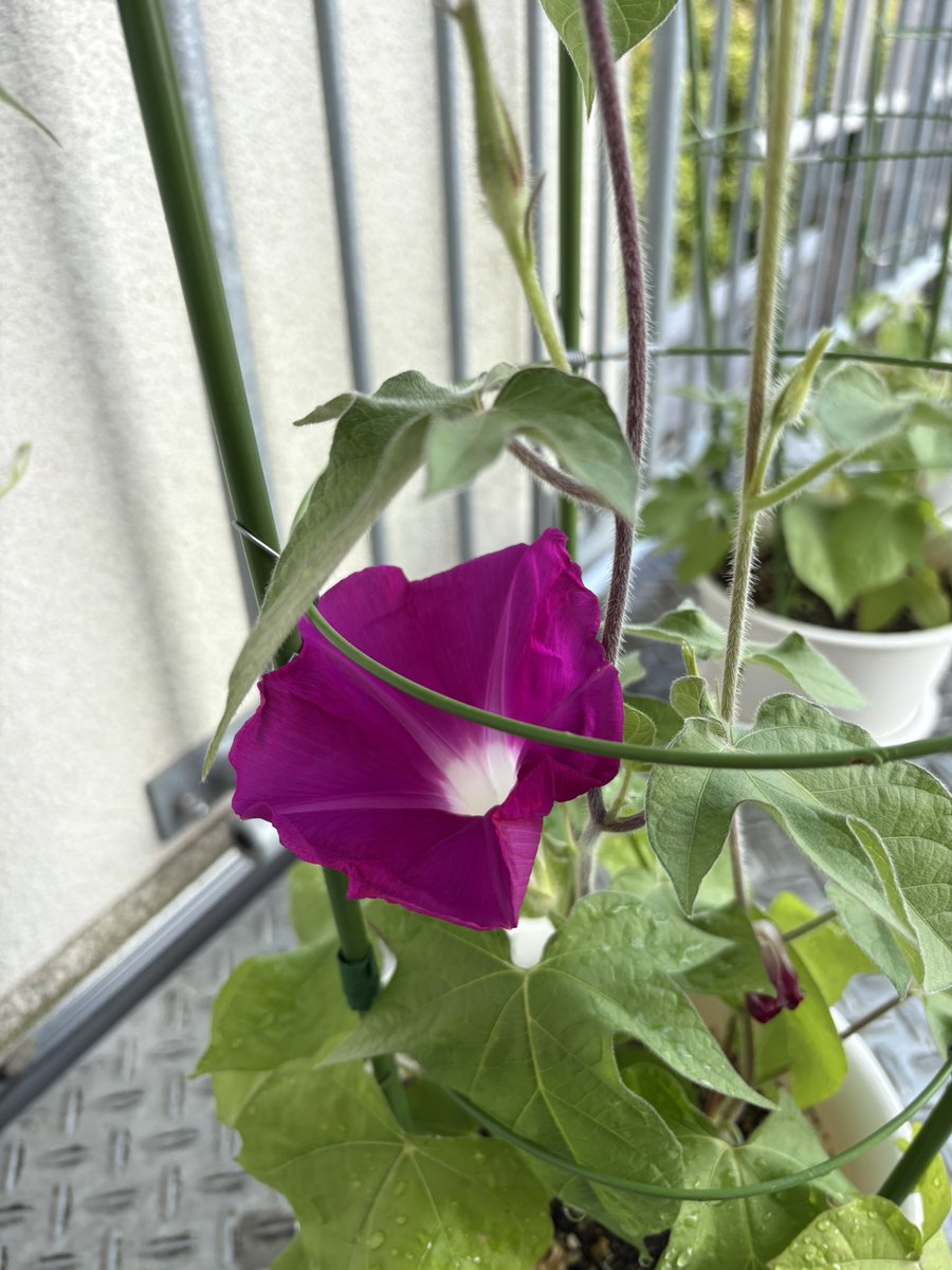 johoku_mingei's tweet photo. 順調に開花中の社研朝顔。
水やりしてくれてたのは社研メンバーの生徒でした（そりゃそうでしょ）
あと、願望としては複数開花が見たい（贅沢） https://t.co/qh53I8PYTU