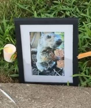REQUISDEV's tweet photo. why are we sending an image of a RACCOON THEY LITERALLY SAID HE'S NOT A RACCOON AND ITS A GROUNDHOG https://t.co/X3iTgI7WTy
