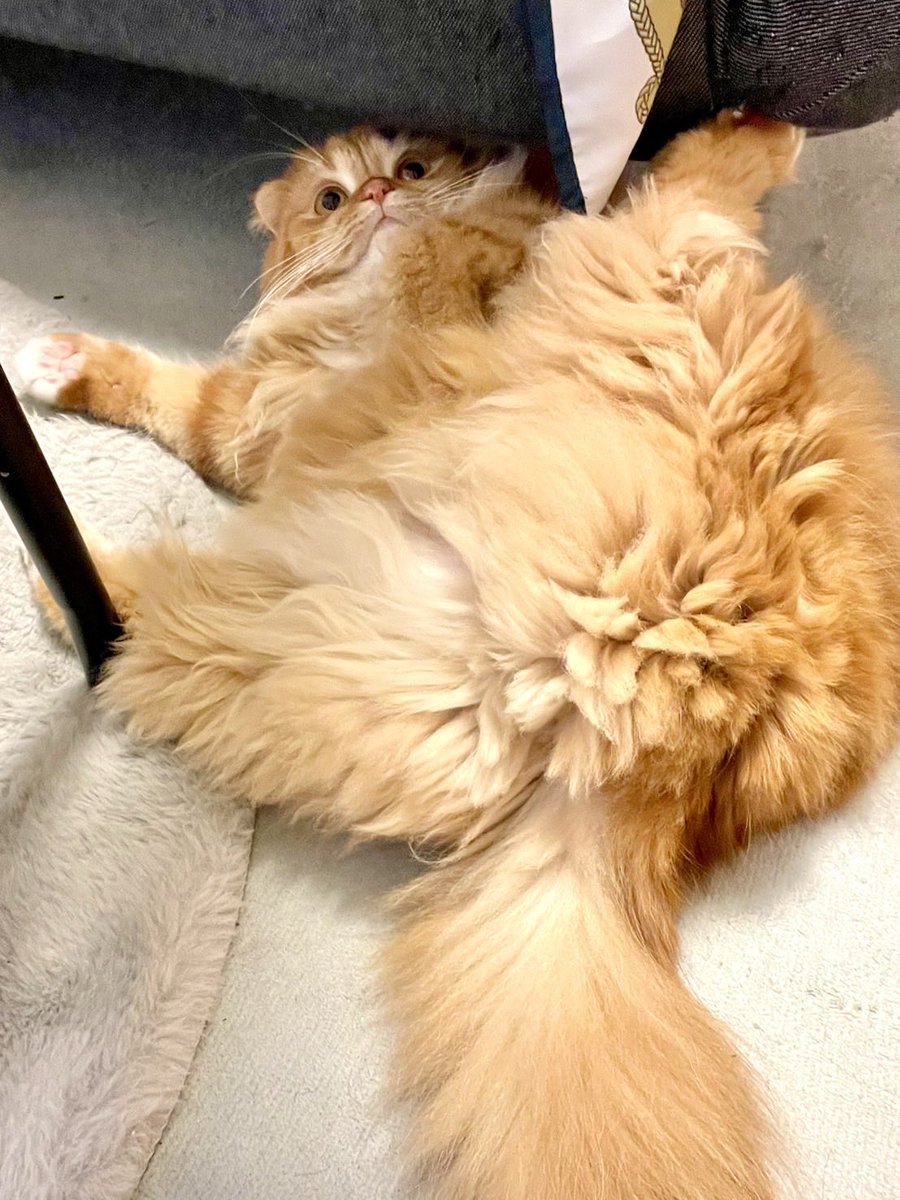 agemaru_0126's tweet photo. 今日も大横転する猫ちゃん https://t.co/NcfS7m60Ik