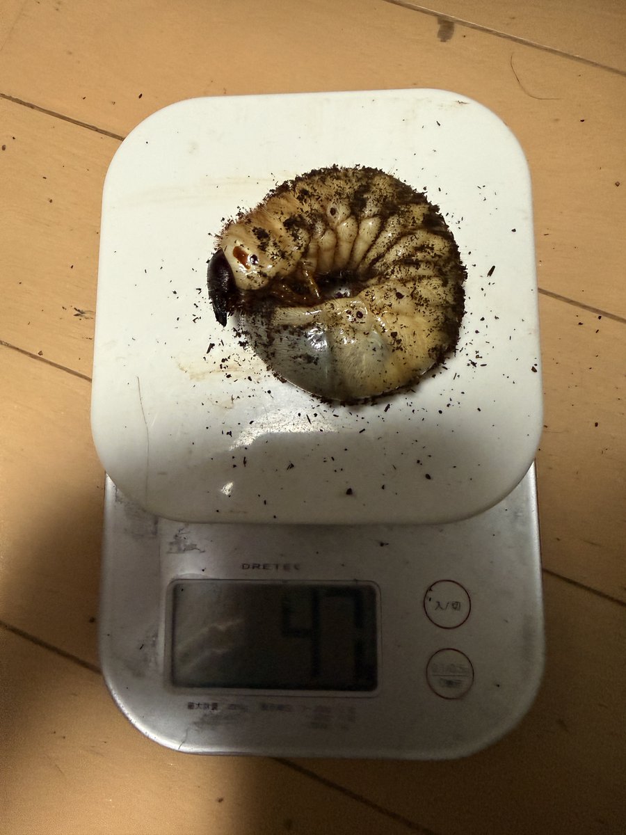 kuwana_rectus's tweet photo. ゴロファポルテリ　ワンダリング始まったのではやく蛹室作ってほしい https://t.co/kUIhnlLqYy