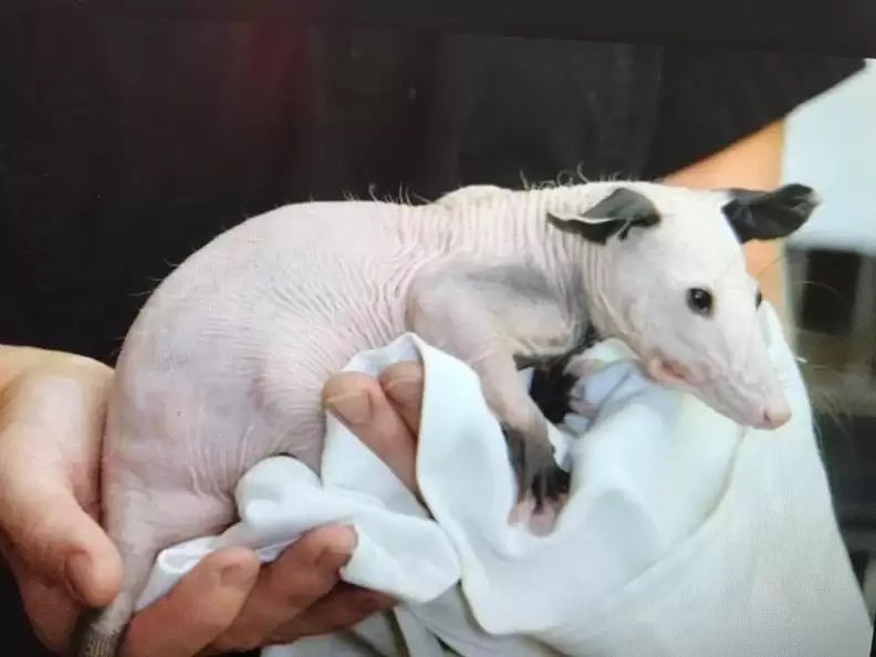VirginiaOPossum's tweet photo. PSA: this is what a hairless opossum looks like https://t.co/lNceDPTNNA