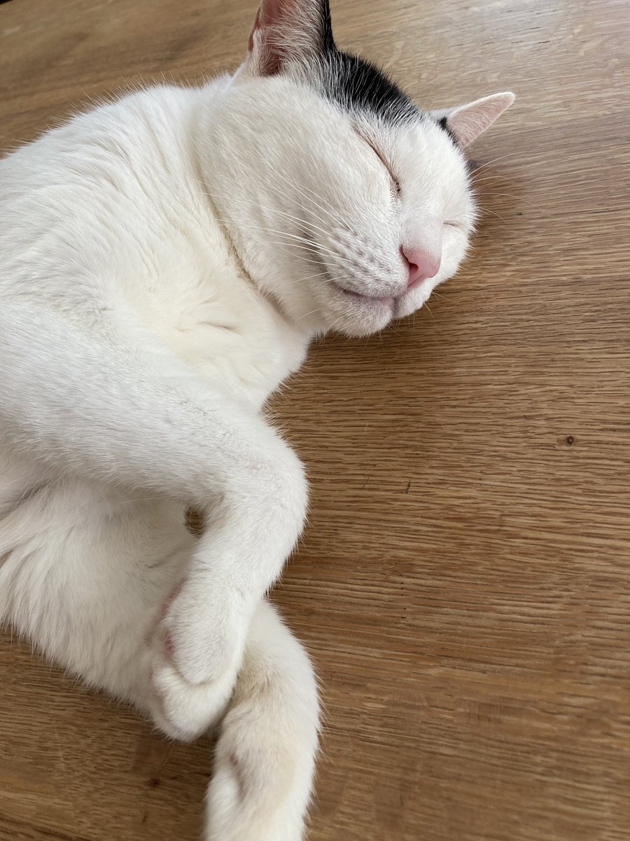 petbaka's tweet photo. 本日あさ8:30の暑さ https://t.co/cst4wGYNjI