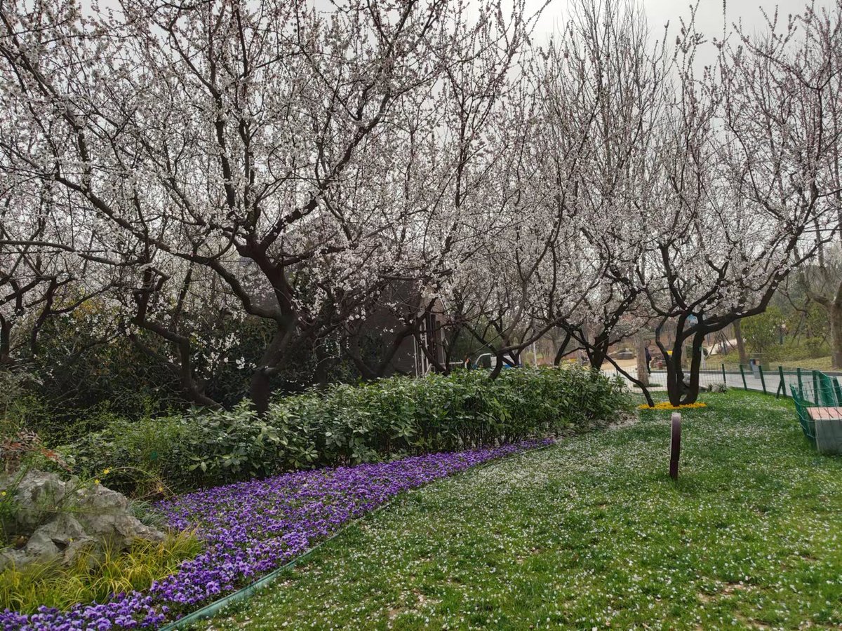poto255800's tweet photo. [Bright sunny weekend, perfect for a walk in the cherry blossom park! ]， https://t.co/OhBLkpxIsJ