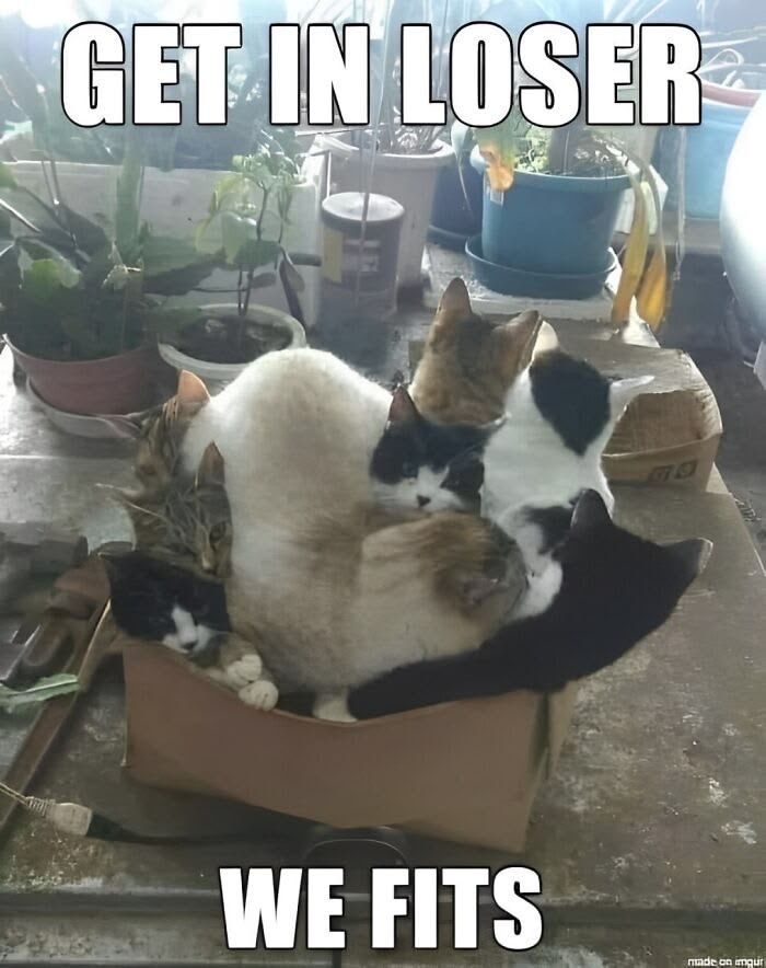 Cats_ooc's tweet photo. https://t.co/4beH76beFq