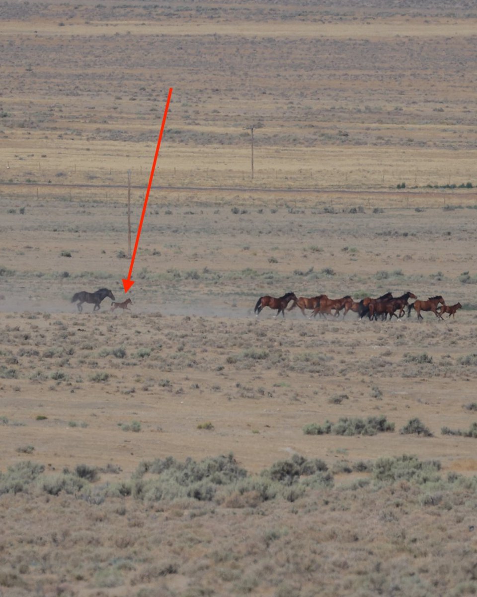 FreeWildHorses's tweet photo. Roundup Season Update 🚨:

Thousands of wild horses and burros are at risk during one of the largest roundup seasons in U.S. history.

This foal should be with their mother, not chased by helicopters.

Link to Follow Roundup Reports: https://t.co/TYwPnrBE8t https://t.co/XiTzyRdZ9J