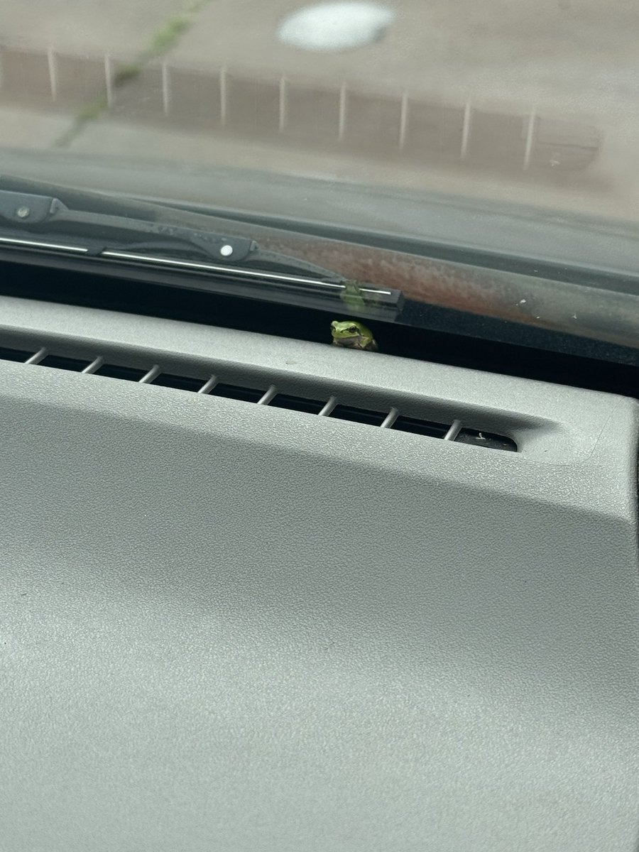 kopepann_mann's tweet photo. なんか友達の車でくつろいでるやついた https://t.co/ZCxk1XVqKr