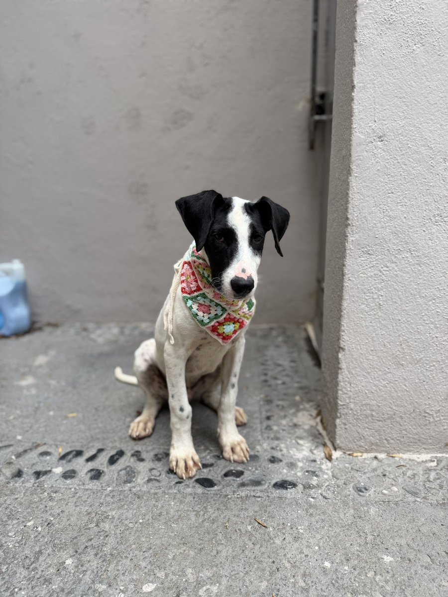 Alina_Gag's tweet photo. Razones para adoptar a Lorenzo 🩷:

1. Es muy noble y expresivo. Le encanta traerte juguetes para que juegues con él y es muy cariñoso con todos. Ahora que se adoptaron sus hermanos se quedó solito y triste. 

2. Su mamá es pastora australiana así que es muy inteligente https://t.co/2fVa4ykbNV