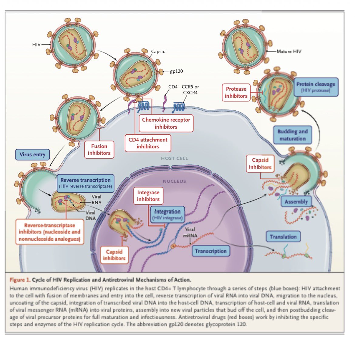 AliSMV7's tweet photo. 🔺 Antiretroviral Therapy (NEJM 2026)

https://t.co/bFHcScjfb5 https://t.co/VARUaoJ73n
