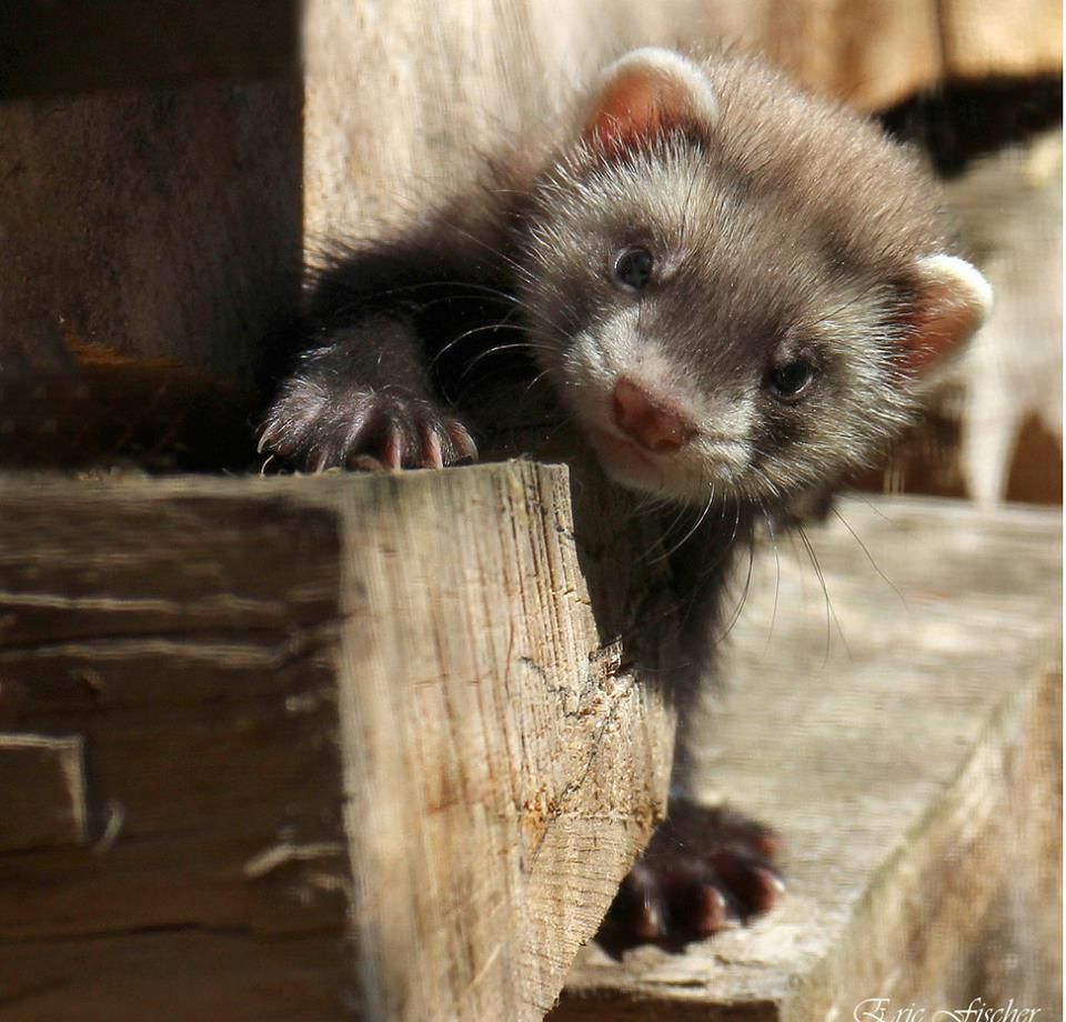 FerretPerHour tweet picture