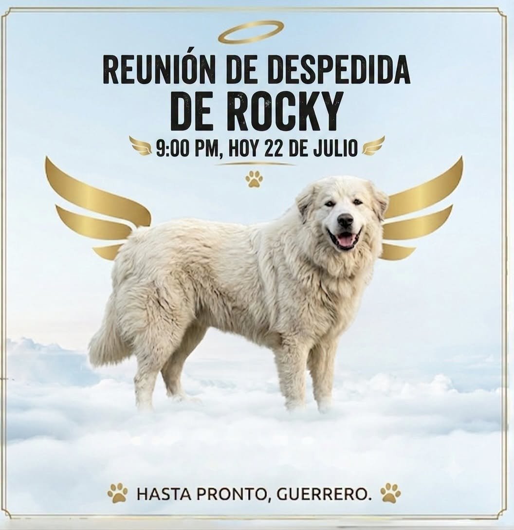nacholozano's tweet photo. Murió Rocky, el perro que fue amarrado a una camioneta, arrastrado por varios metros y atropellado por su propia dueña en el fraccionamiento Villa San Miguel en #Saltillo, #Coahuila.

El veterinario a cargo explicó que “el daño neurológico, ocasionado por el severo trauma que sufrió, resultó ser lamentablemente irreversible”.

Esta noche se ha convocado a realizar una velada para exigir #JusticiaParaRocky.

Acá les conté la historia del maltrato que sufrió este perrito: https://t.co/6PgseHsGyi
