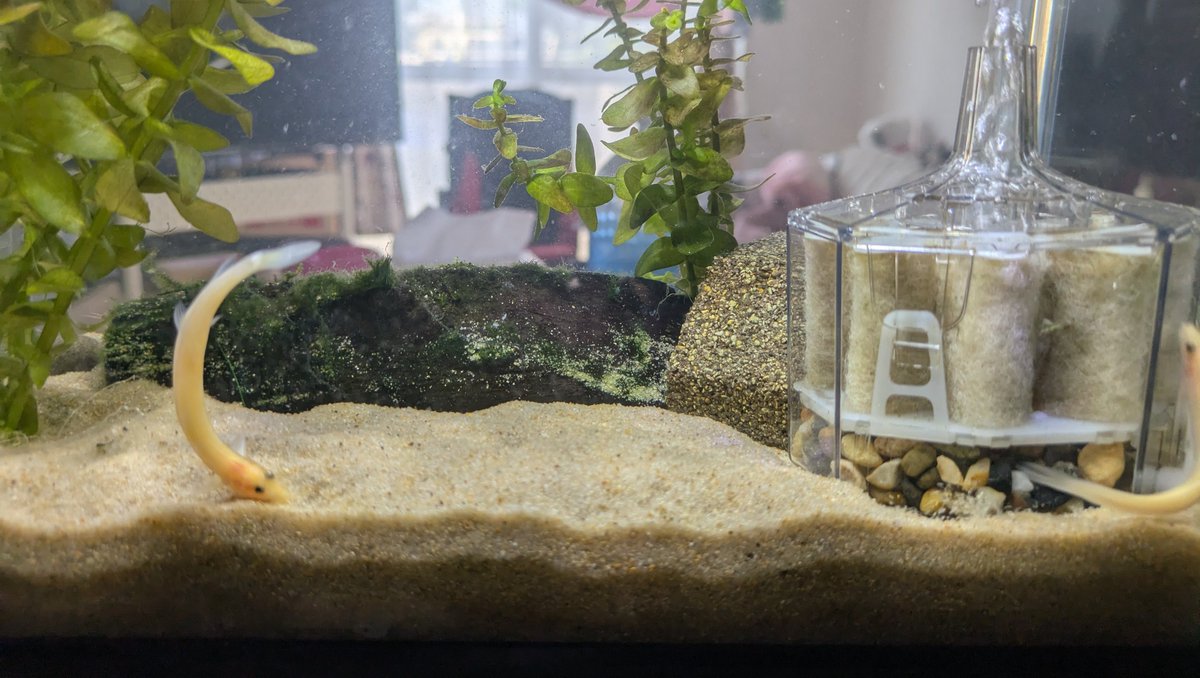 kitakara_enshu's tweet photo. 七転び八起き
#ドジョウ
#Loaches
#Aquarium https://t.co/15fdy7np8k