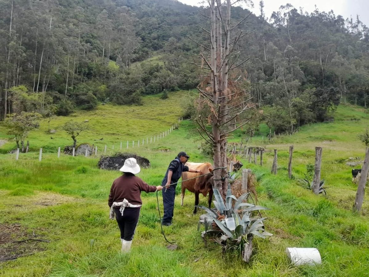 Agricultura_CZ6's tweet photo. #Azuay | En el sector San José de Barabón, parroquia San Joaquín #Cuenca, realizamos una campaña de desparasitación y vitaminización de 50 bovinos, fortaleciendo la sanidad animal y mejorando la productividad de los sistemas ganaderos. 🐄💉🌱 https://t.co/fwlKRXhzBg