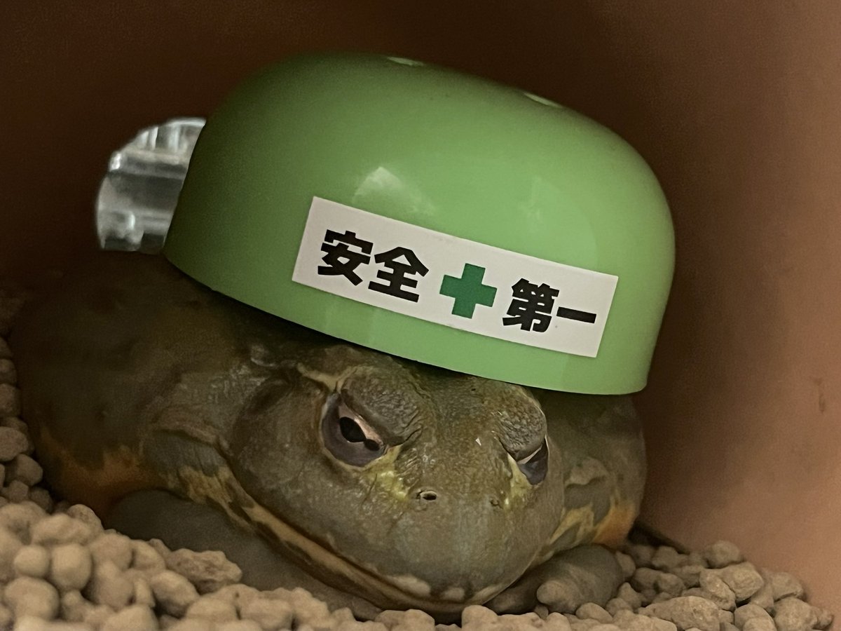 u8_mg's tweet photo. @sirooooo_chan @yamochan1 @yurikaeru3 🐸ｼﾞﾌﾞﾝでもないっスな！(*`∀´*)ﾆｶｯ https://t.co/f3T2zgbiXL