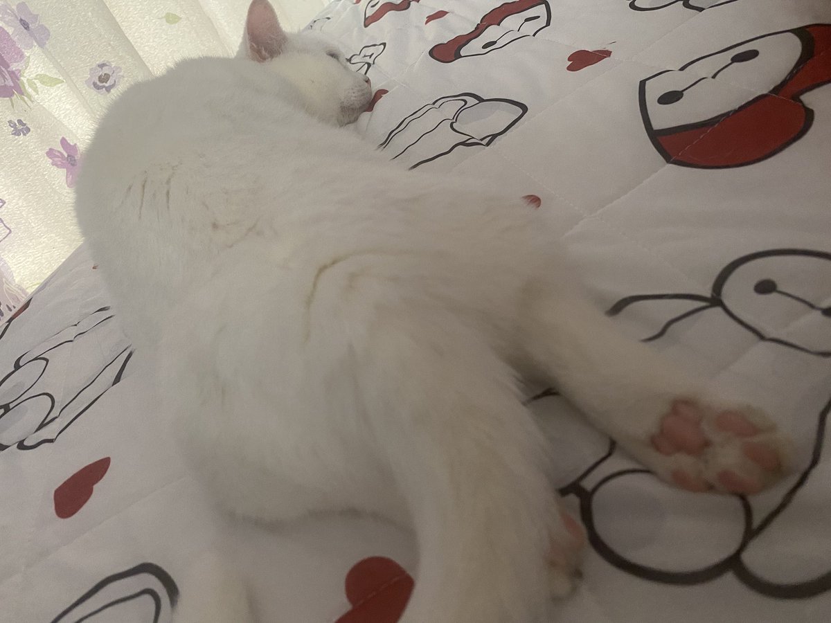 613damie's tweet photo. しろねこは、見た目涼しげ！ https://t.co/slZJ2f2pA4