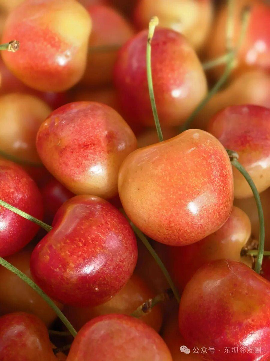 JadaZalleryw's tweet photo. Just tried the new organic cherry tomatoes from local farms! Bursting with sweet, tangy juice, zero weird aftertaste—perfect for salad or snacking. 10/10 would grab again! https://t.co/4LHhSSvXDn
