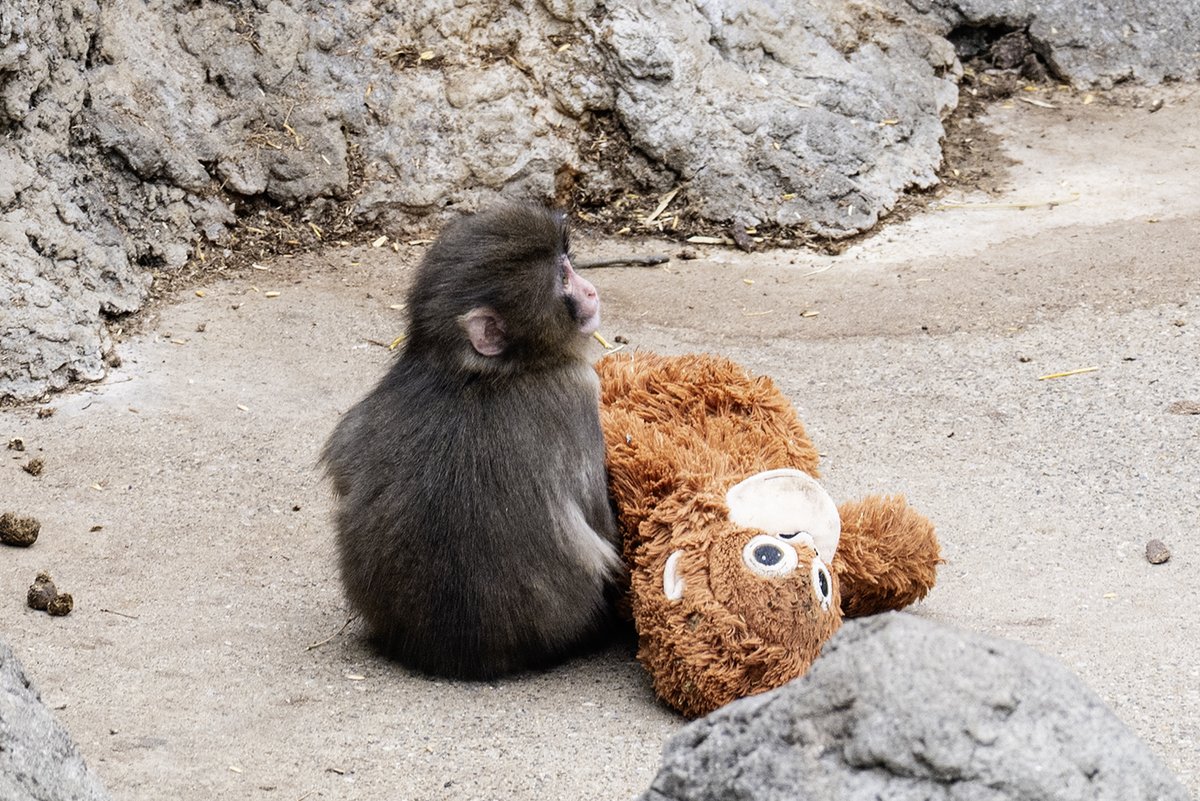 coconekoko's tweet photo. ぎゃらりーknulp第177回公募展
「谷根千動物園 vol.13」に参加いたします🐾

鳥ちゃん達の写真展に引き続き、今回は動物たちの写真で参加です♪

今回は可愛いrinokumaちゃんと、写真とイラストのコラボ作品を展示します。 https://t.co/64oD2mFtuu