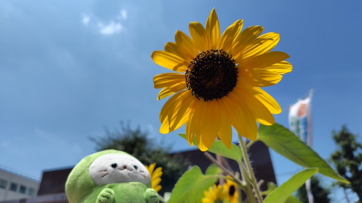 ひまわりさんにも会えたのきゅう！