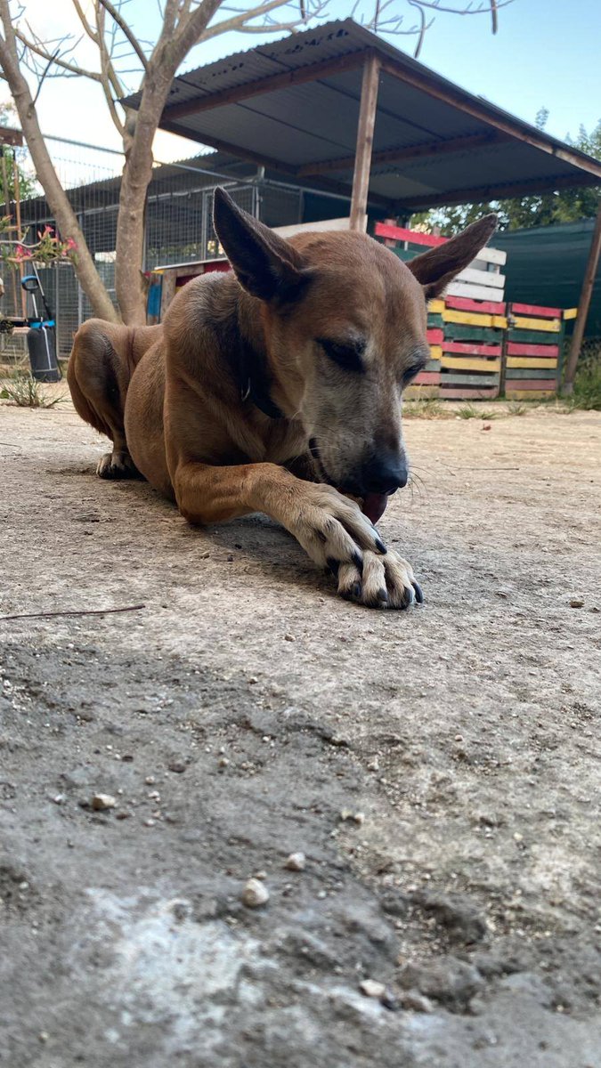 GwadZanimo's tweet photo. SCOUT cherche toujours une famille, elle est née le 18 04 2018.
La vie au refuge lui pèse, elle aspire à plus de calme.
Scout est encore très dynamique. Si vous souhaitez lui ouvrir votre porte et votre coeur appelez via Whastapp le 0690 73-9990 https://t.co/gjnGw8rbNJ